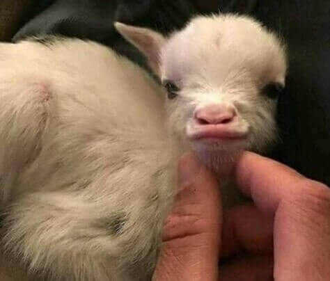 When An Animal Has A Better Duck Face Than You