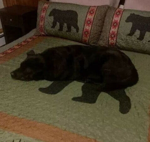 Error 404: No Dog Found