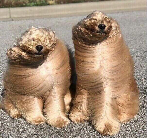 Did Someone Collapse Those Dogs Like A Slinkey?