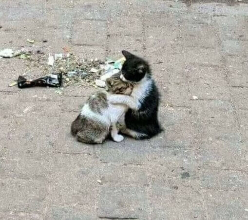 Best Friends For Life