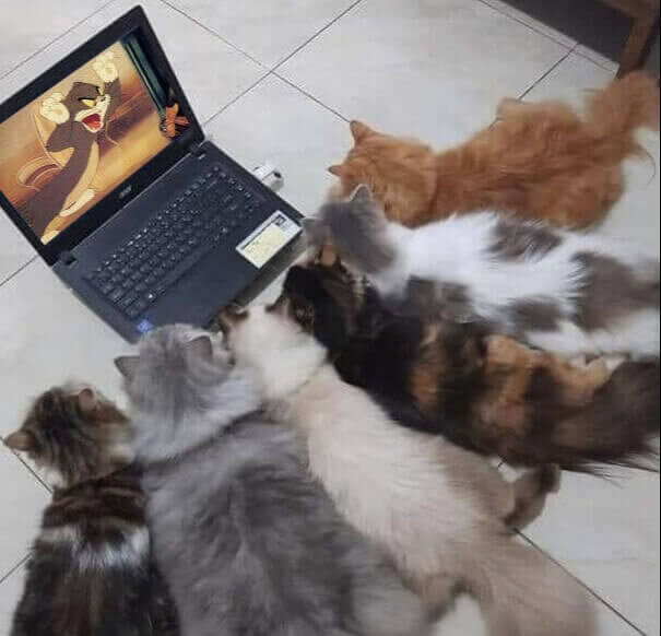 Learn From The Best (And Worst) Mouse-Catchers In The Business