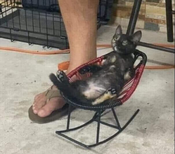 When A Cat Knows How To Relax Better Than You