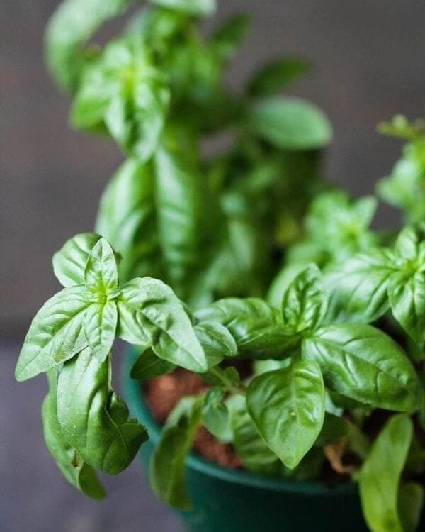 Le basilic