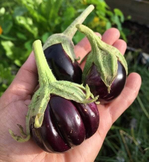 L’aubergine