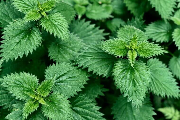 Stinging Nettle