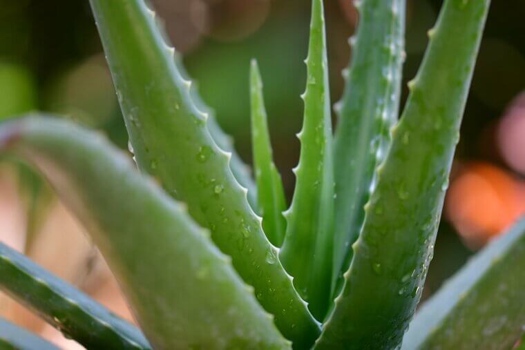 Aloe Vera Gel