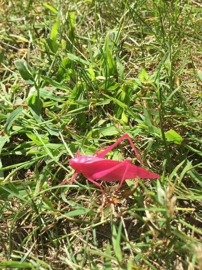 A Mysterious Pink Grasshopper