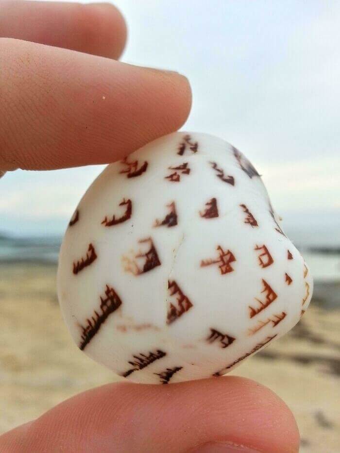 This Shell Looks Like It Has An Ancient Language On It