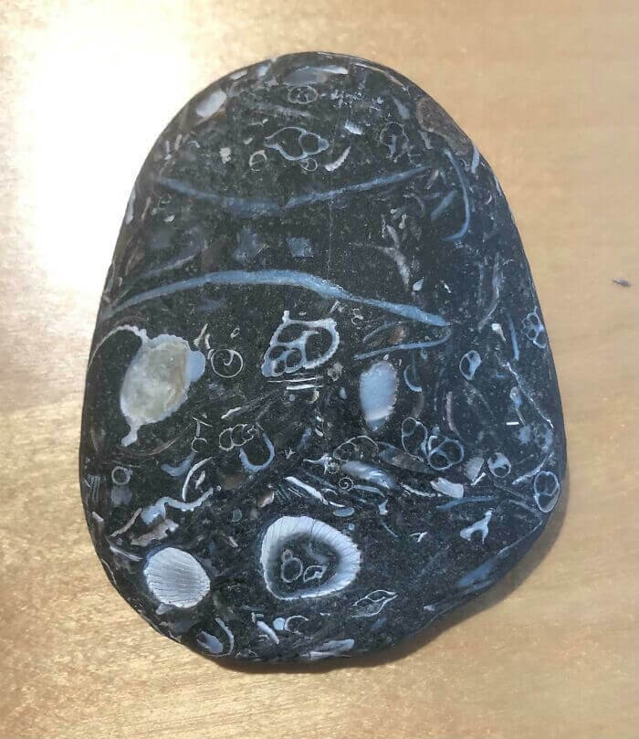 Rock Found At The Beach Is Full Of Fossilized Shells