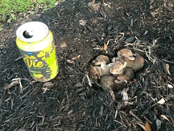 Baby Bunnies Found On Easter Morning