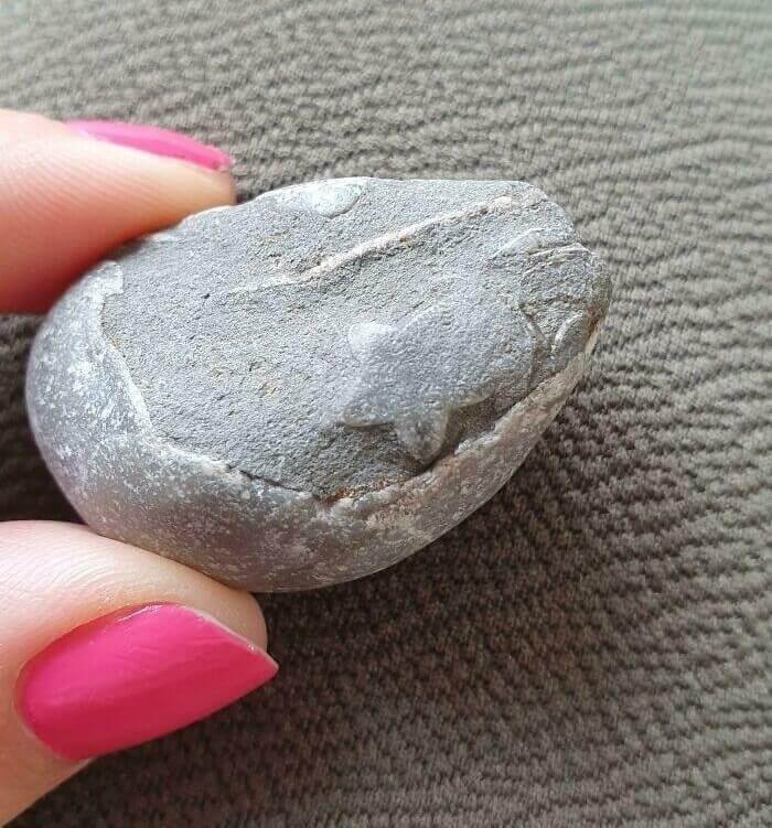 Tiny Starfish Fossil Discovered At The Beach