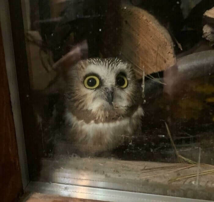 A Baby Owl Was Hiding Behind The Fire Wood