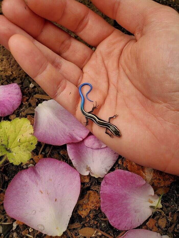 A Teeny Tiny Skink To Bring Color To Your Day
