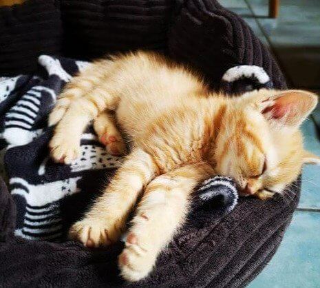 Do Not Disturb - Napping Releases Necessary Hormones and Helps Your Kitten Grow