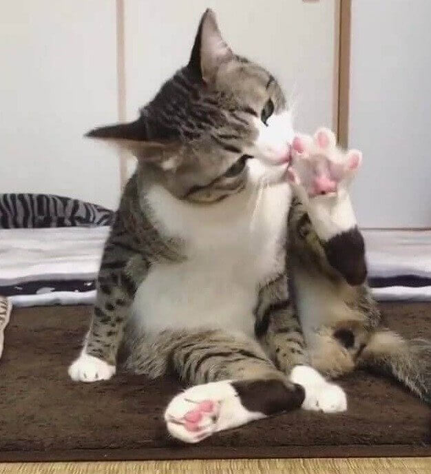 Cats Bite Their Nails Just Like We Do