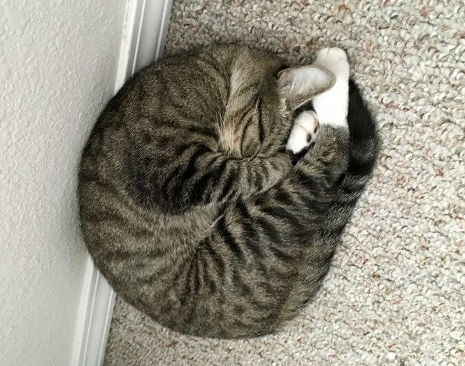 Why Curling up Into a Ball Is a Really Good Sign