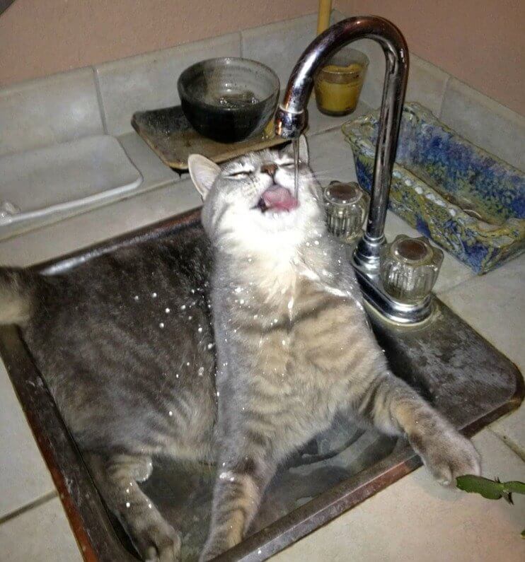 Not All Cats Are Afraid of Water