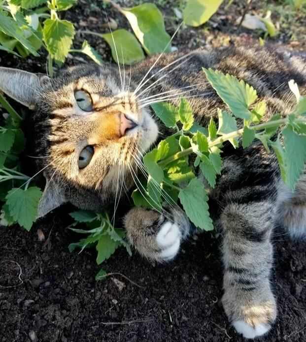 The Reason Some Cats Get Crazy With Catnip