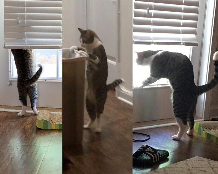 Why They Stand on Their Two Back Legs