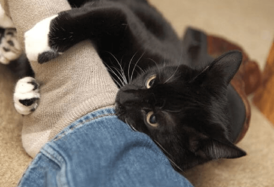 Les Comportements Fréquents Des Chats Et Ce Qu'ils Signifient Vraiment