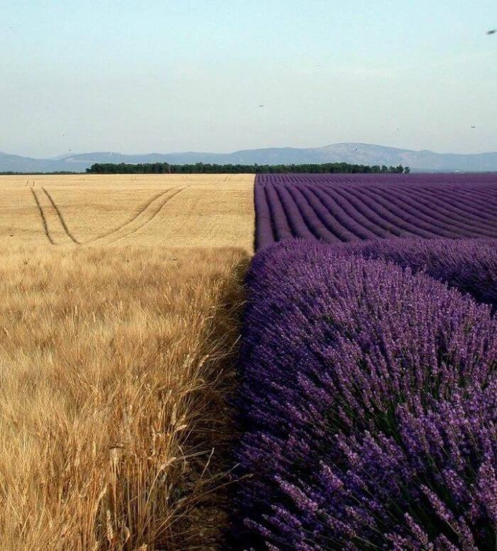 Where Lavender Meets Wheat
