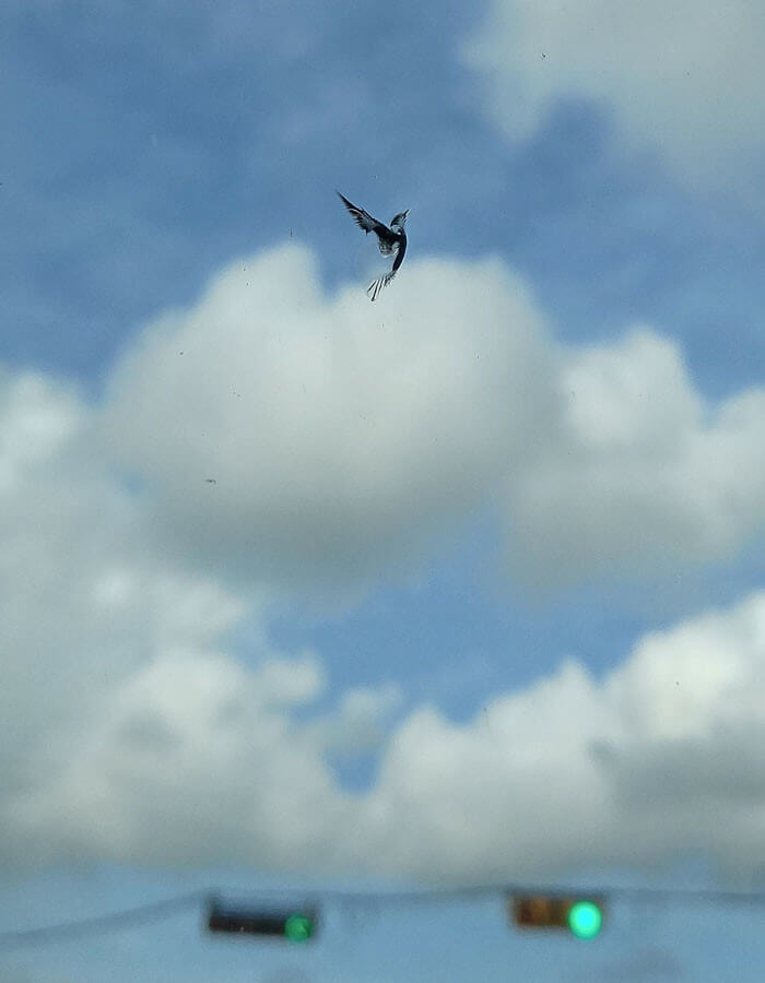 Камень Создал Эту Искусную Птицевидную Трещину