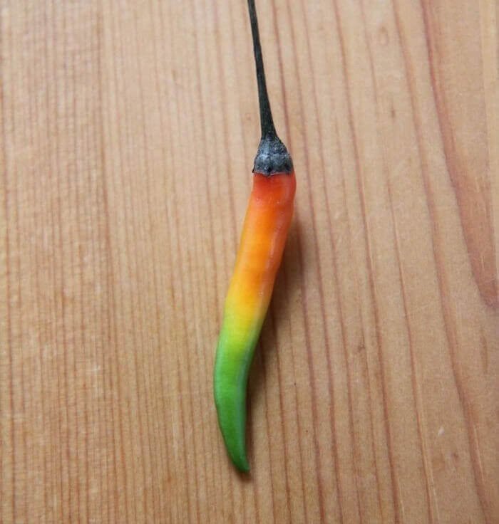 Каждая Часть Перца Чили Имеет Разный Уровень Остроты