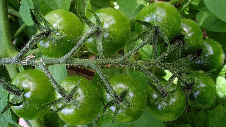 Fried Green Tomatoes: The Garden Rescue That Became a Southern Icon