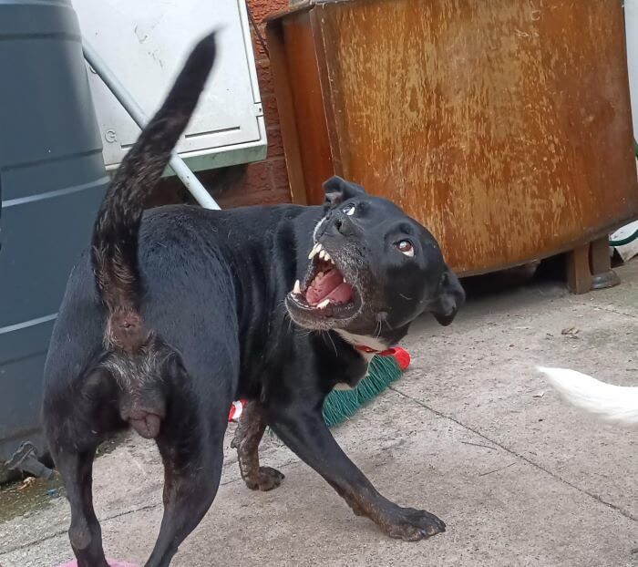 25+ Dog Behaviors And Their Meanings FitBison