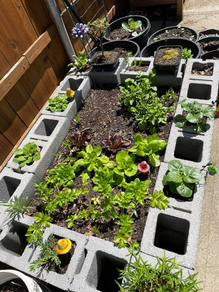 Crea una minihuerta en cualquier lugar