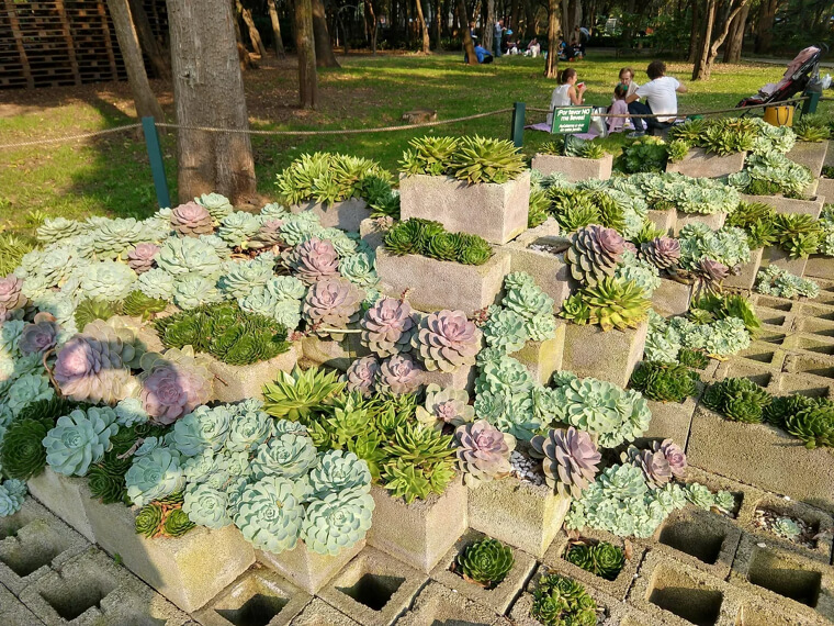 Un hermoso jardín de suculentas