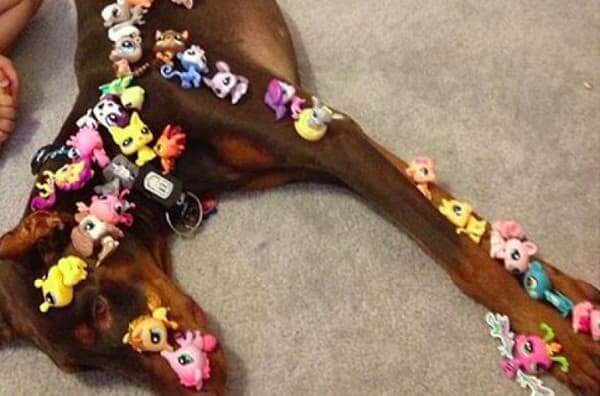 "Meet Our Dog Patience"
