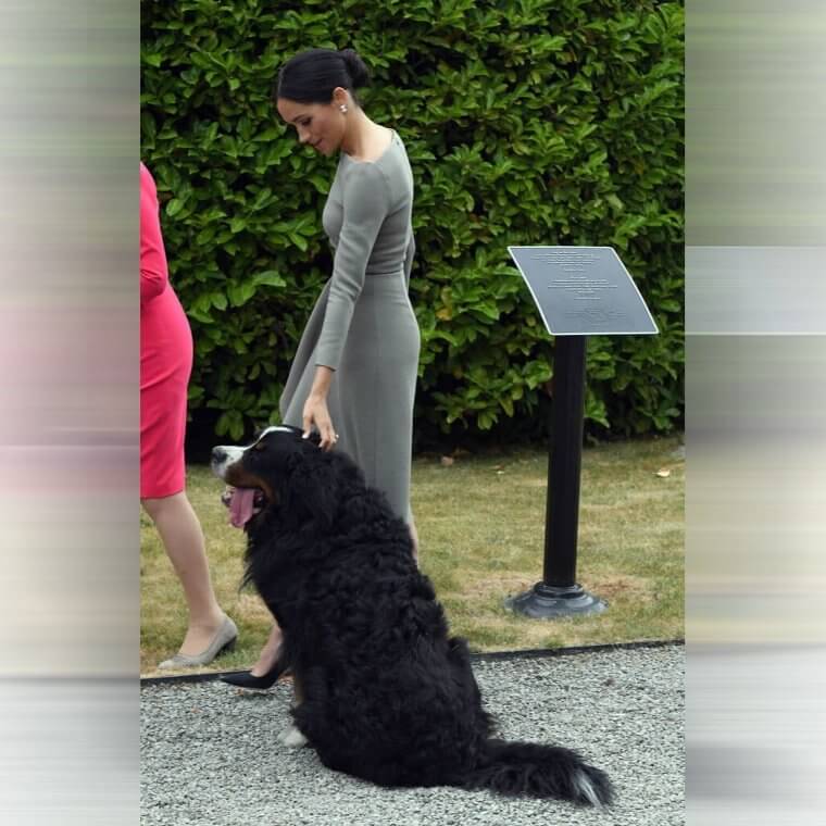 Die Herzogin von Sussex gibt der Versuchung nach und streichelt einen süßen, flauschigen Welpen