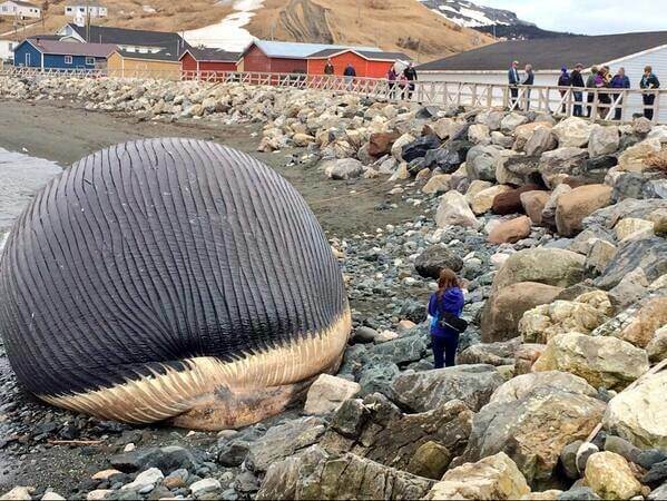 What Happens If A Beached Whale Washes Up Onshore?