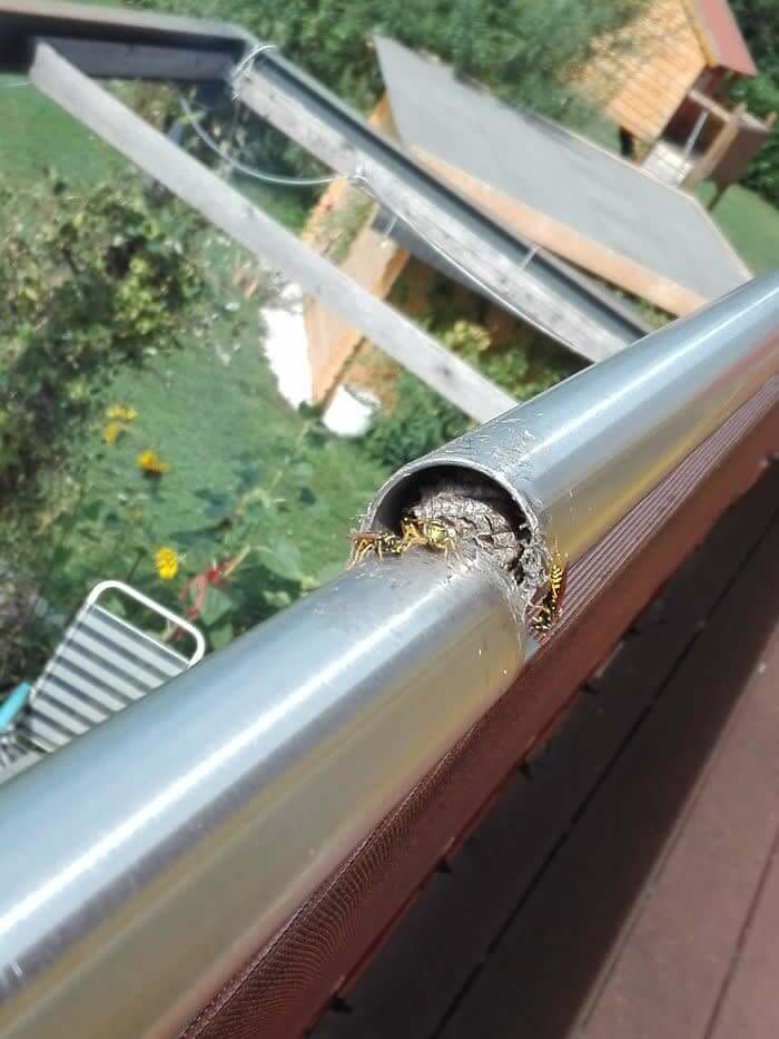 A Buzzy Surprise