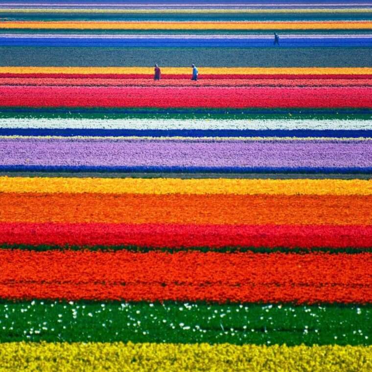 Tulip Field Of Dreams