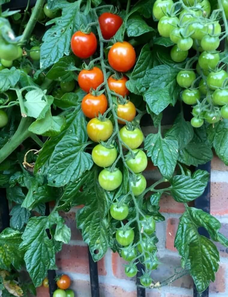 Ombre Tomatoes