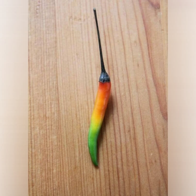 Magic Rainbow Pepper