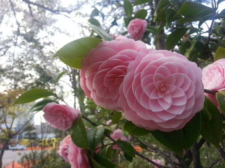 Spiral Beauty
