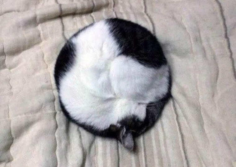 Perfect Kitty Circle
