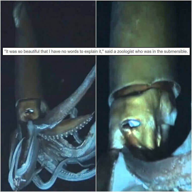They Dove Down to Capture a Giant Squid