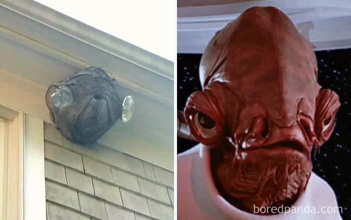 Hornet Nest That Looks A Lot Like Admiral Ackbar