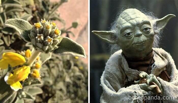 Peaceful Yoda Flower
