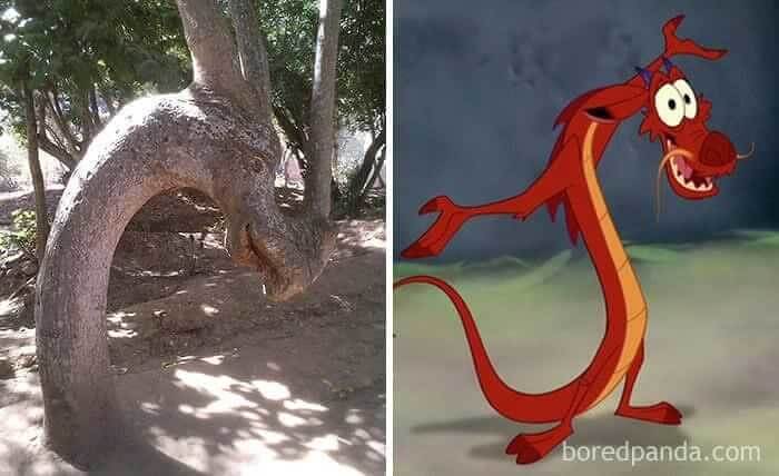 A Tree That Looks A Lot Like Mushu From Mulan