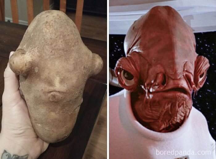 Potato That Looks Like Admiral Ackbar