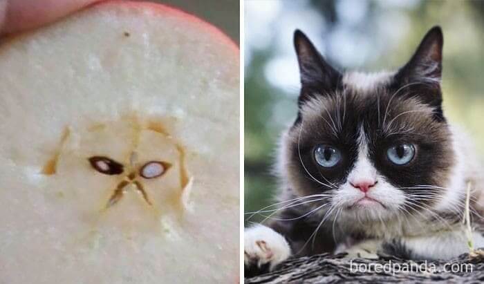 Apple That Looks Like Grumpy Cat