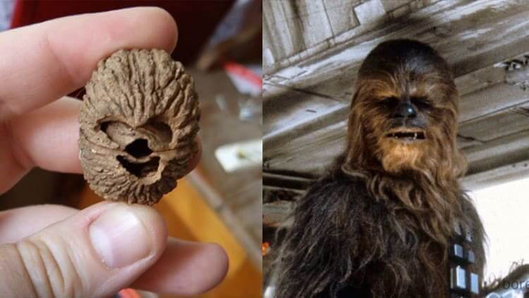 Chewbaba Chews Walnuts