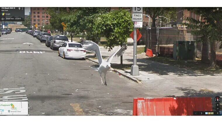 Thieving City Seagulls