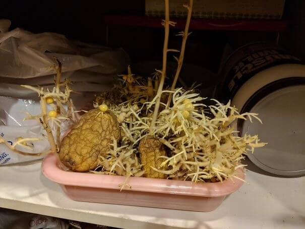 Who Else Has Roommates That Grow Potato Monsters?