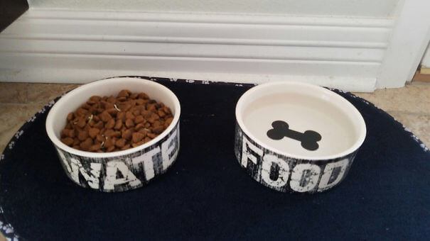 This Man Decided To Start A War With His Wife Over The Dog Bowls